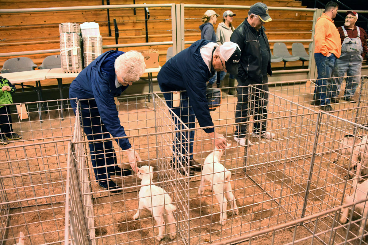 086 Sharon and Dale Epp play with the baby goats at the sales barn.JPG